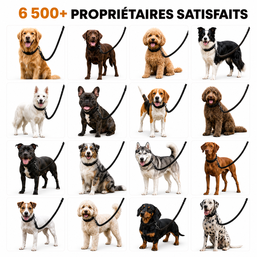 Laisse élastique pour chien
